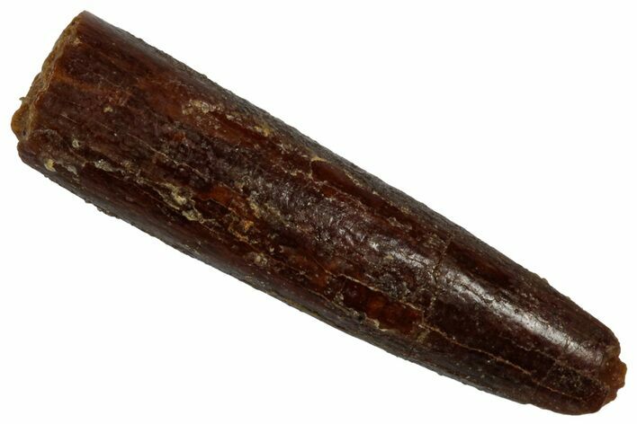 Fossil Sauropod Dinosaur (Rebbachisaurus) Tooth - Morocco #332467